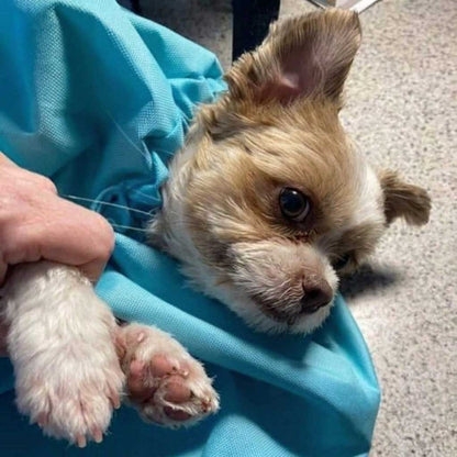 Dog Carrier Pouch [Free Today]