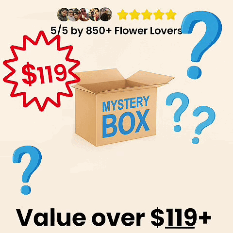 Upgrade to Mystery Box XXL